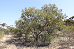 Alectryon oleifolius canescens