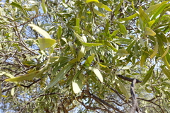 Alectryon oleifolius canescens