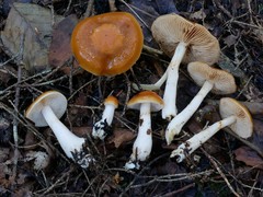 Cortinarius causticus