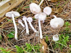 Inocybe pallidicremea