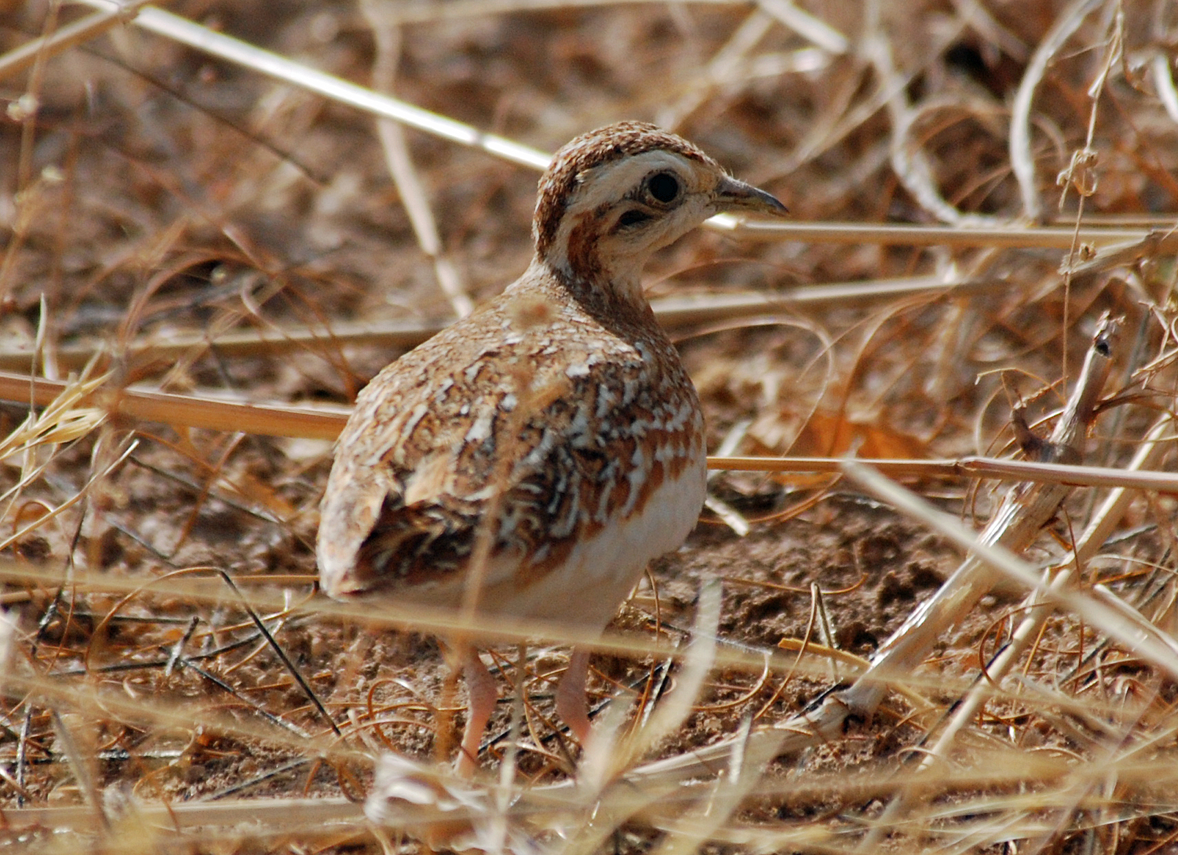 Quail-plover (Ortyxelos meiffrenii)