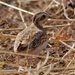 Quail-Plover - Photo (c) Nigel Voaden, some rights reserved (CC BY-SA)