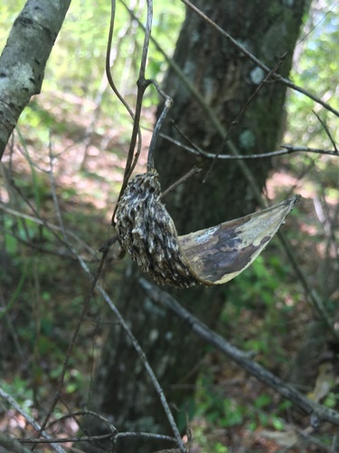 Image of Matelea alabamensis by (c) harrier, some rights reserved (CC BY)