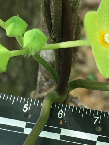 Image of Matelea alabamensis by (c) harrier, some rights reserved (CC BY)