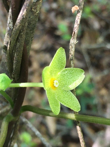 Image of Matelea alabamensis by (c) harrier, some rights reserved (CC BY)