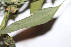 Chenopodium pratericola