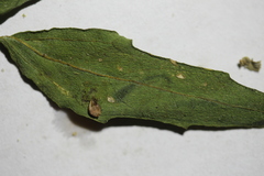Chenopodium pratericola