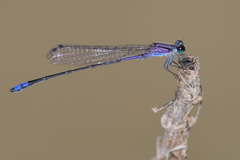 Enallagma novaehispaniae