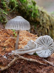 Mycena parabolica