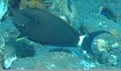 Acanthurus nigricauda