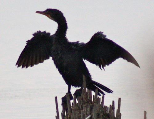 Microcarbo africanus