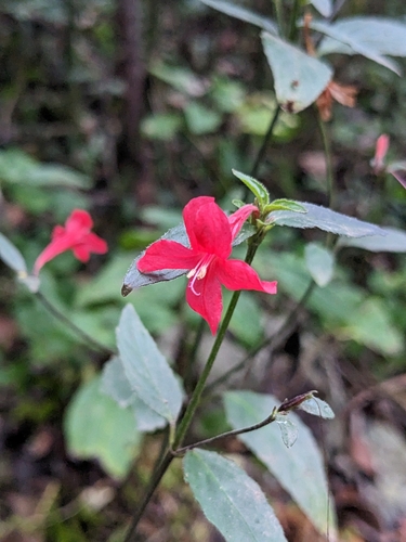 Image of Ruellia coccinea by (c) Zac Peterson, some rights reserved (CC BY)
