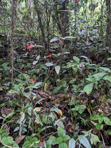 Image of Ruellia coccinea by (c) Zac Peterson, some rights reserved (CC BY)