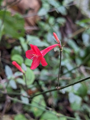 Image of Ruellia coccinea by (c) Zac Peterson, some rights reserved (CC BY)