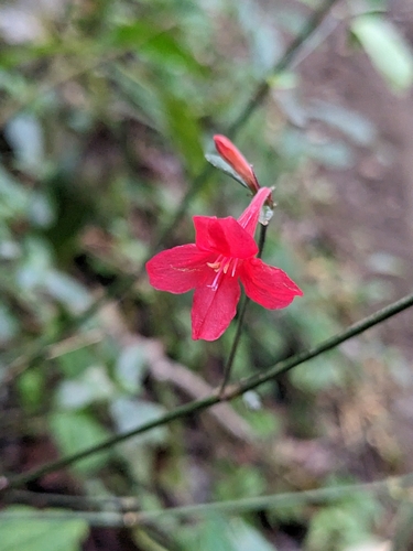 Image of Ruellia coccinea by (c) Zac Peterson, some rights reserved (CC BY)