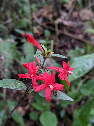 Image of Ruellia coccinea by (c) Zac Peterson, some rights reserved (CC BY)