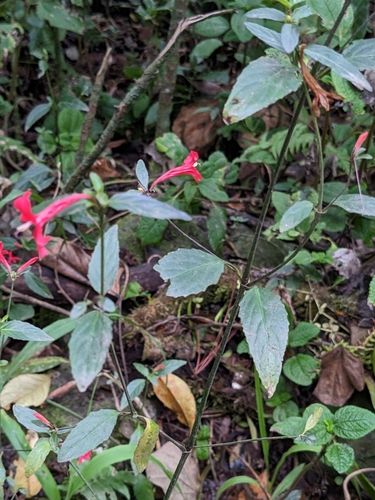 Image of Ruellia coccinea by (c) Zac Peterson, some rights reserved (CC BY)