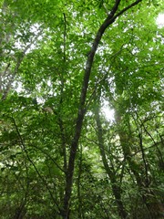 Carpinus