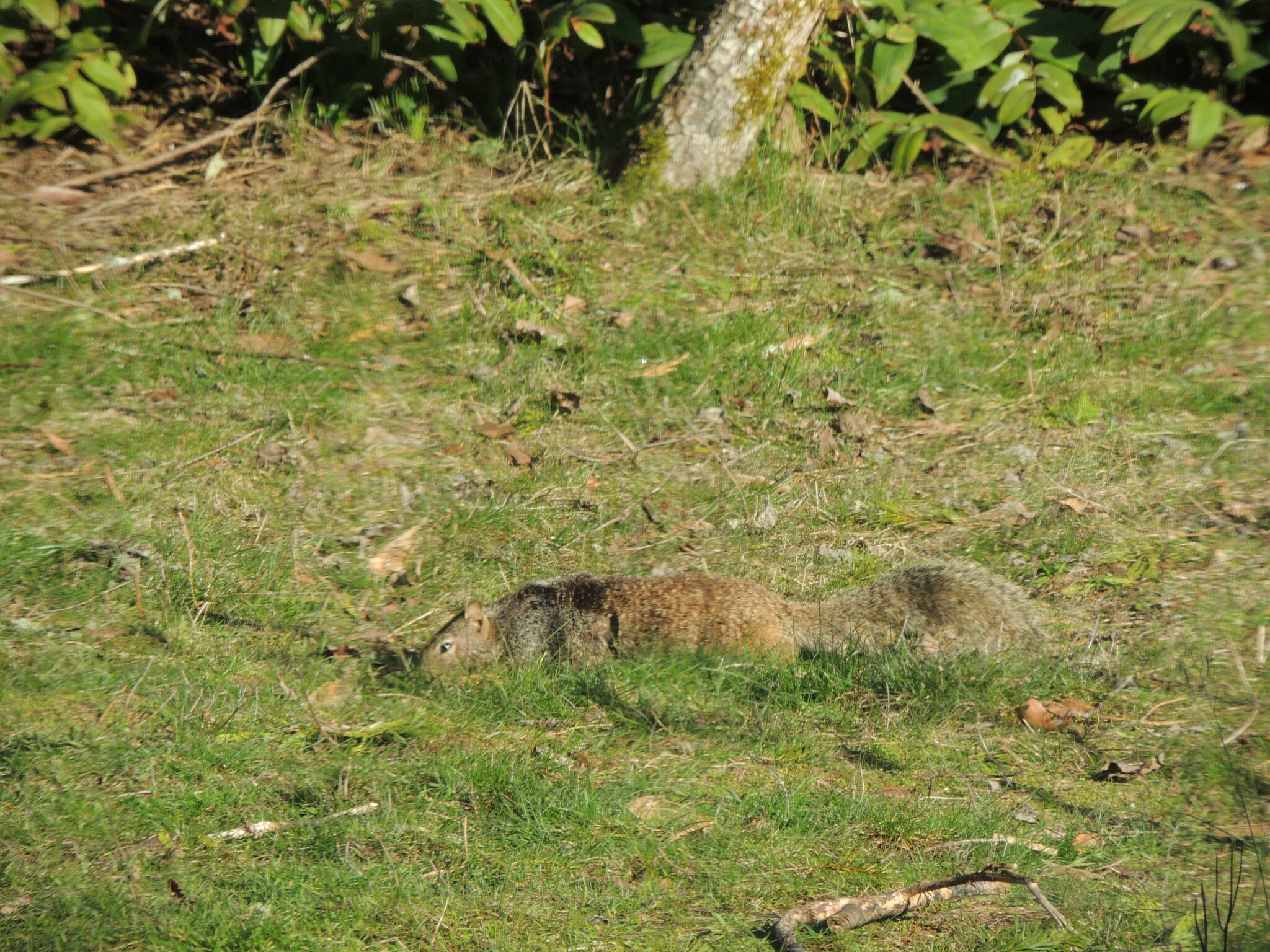 Otospermophilus beecheyi douglasii (Richardson, 1829)