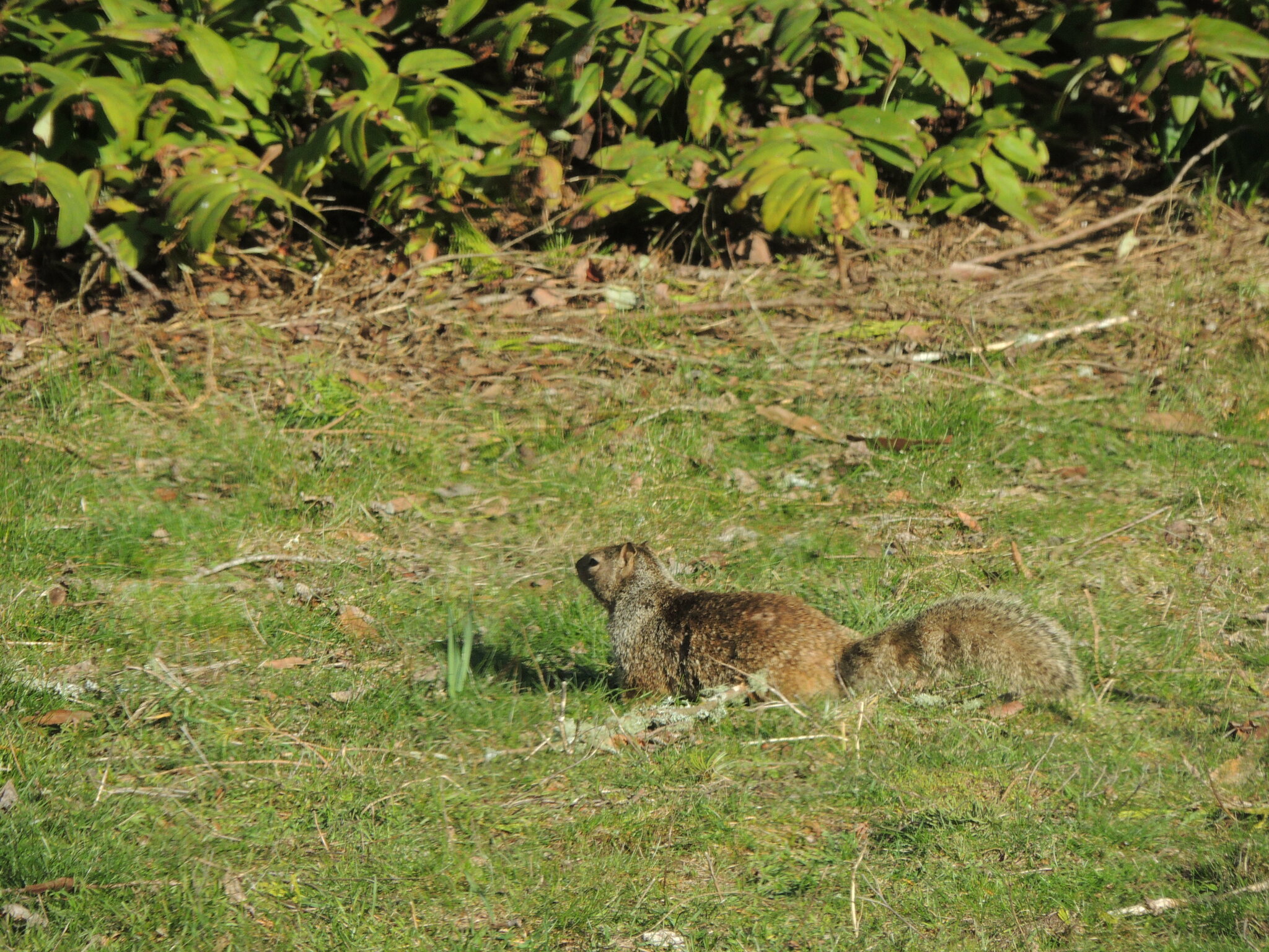 Otospermophilus beecheyi douglasii (Richardson, 1829)