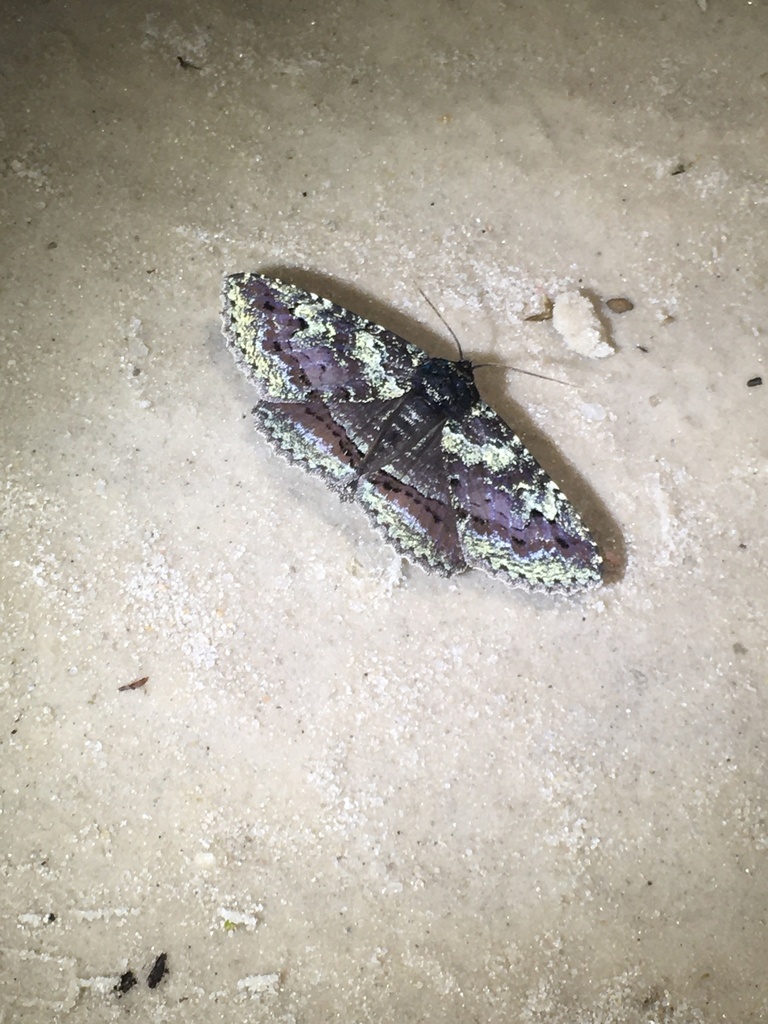 Okefenokee zale moth