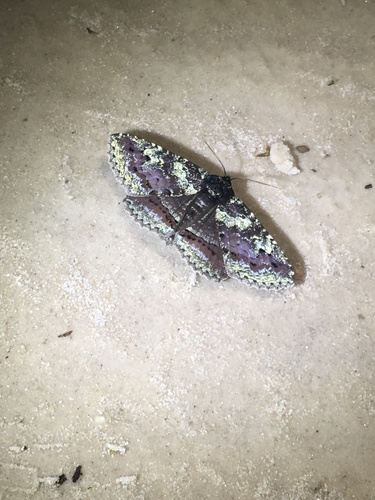 Okefenokee zale moth