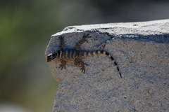 Sceloporus poinsettii