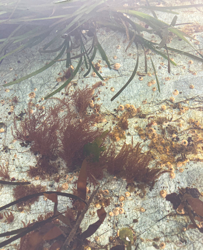 Gloiosiphonia verticillaris observed 2023-03-17