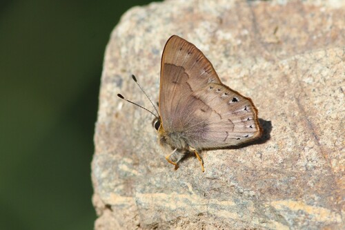 Euselasia eubule