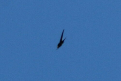 Great Swallow-tailed Swift (Panyptila sanctihieronymi), photo 5