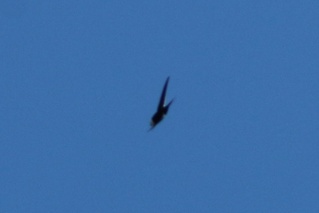 Great Swallow-tailed Swift (Panyptila sanctihieronymi), photo 5
