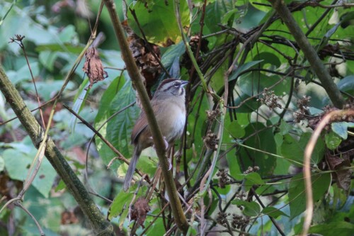 Rusty Sparrow (Aimophila rufescens), photo 9