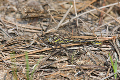 Phanogomphus oklahomensis