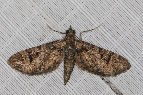 Eupithecia coaequalis