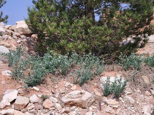 Heliotropium curassavicum iNat (3)