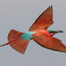 Southern Carmine Bee-Eater - Photo (c) Wayne and Pam Osborn, some rights reserved (CC BY-NC), uploaded by Wayne and Pam Osborn