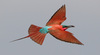 Southern Carmine Bee-Eater - Photo (c) Wayne and Pam Osborn, some rights reserved (CC BY-NC), uploaded by Wayne and Pam Osborn
