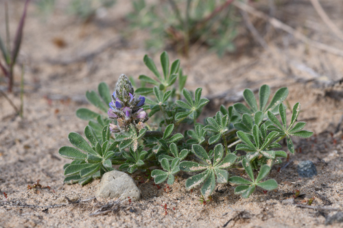 Nipomo Mesa Lupine (Lupinus nipomensis)