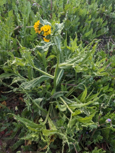 Woolly breeches (Amsinckia spectabilis)