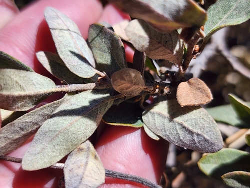 Quercus striatula