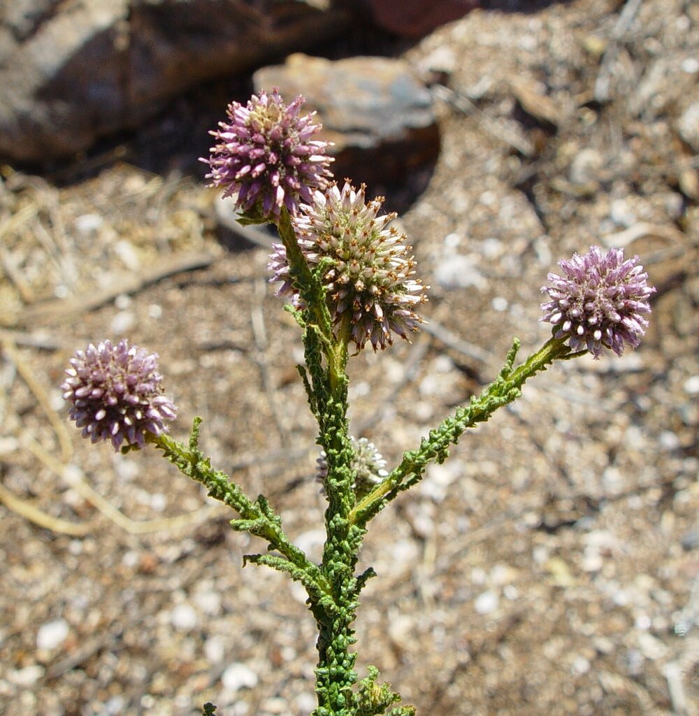 Pterocaulon sphaeranthoides
