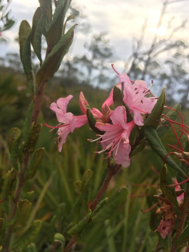 Image of Rhododendron chapmanii by (c) harrier, some rights reserved (CC BY)
