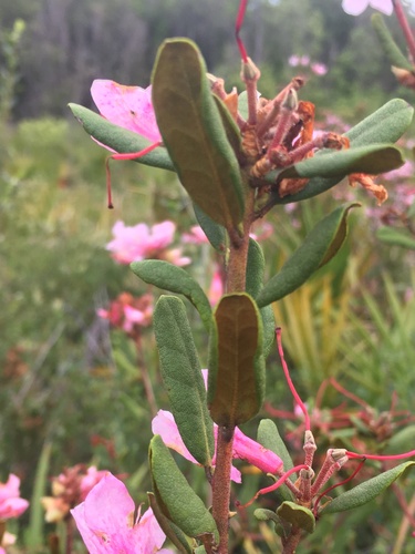 Image of Rhododendron chapmanii by (c) harrier, some rights reserved (CC BY)