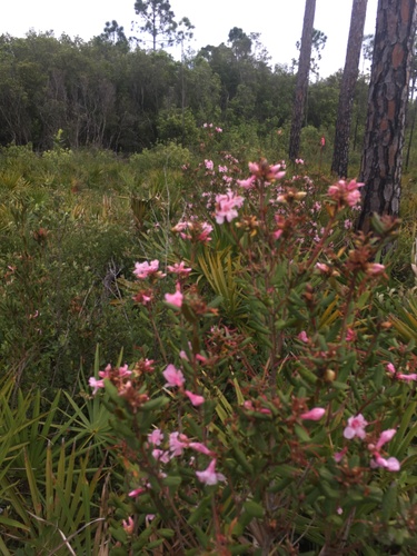 Image of Rhododendron chapmanii by (c) harrier, some rights reserved (CC BY)