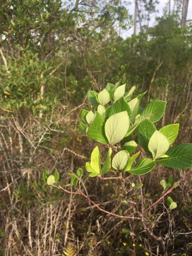 Clethra tomentosa (Clethra tomentosa)