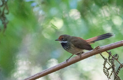 Rufous Fantail photo 5