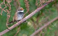 Rufous Fantail photo 3