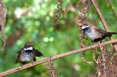 Rufous Fantail photo 4