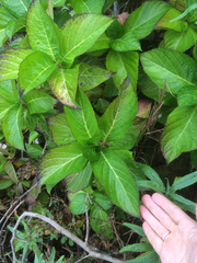 Hydrangea macrophylla normalis