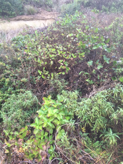 Hydrangea macrophylla normalis